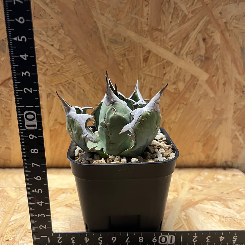 アガベ　オアハカ　オテロイ　ウリエル実生　長葉タイプ　5号鉢 アガベ オテロイ オアハカ ウリエル株 | GREEN LUCK