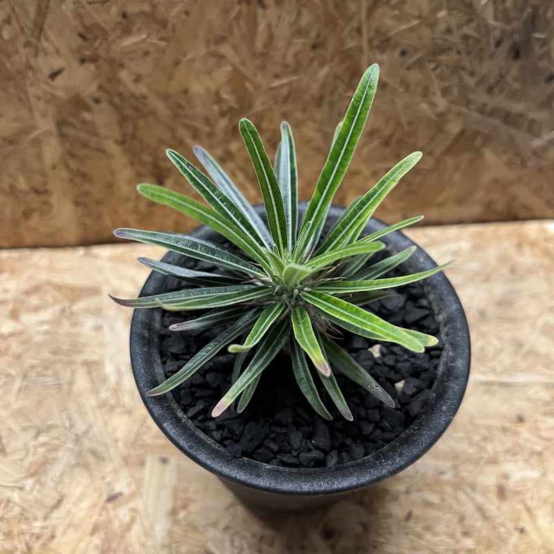 パキポディウムグラキリス　実生株 パキポディウム グラキリス 実生／Pachypodium gracilius no.