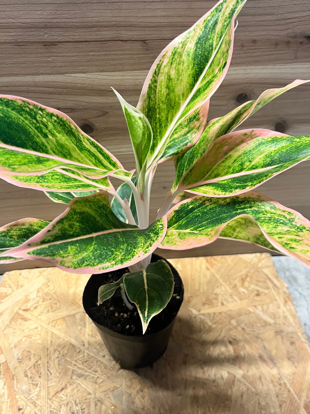 激レア　アグラオネマ　Aglaonema サイアムオーロラ 激レア アグラオネマ Aglaonema サイアムオーロラ