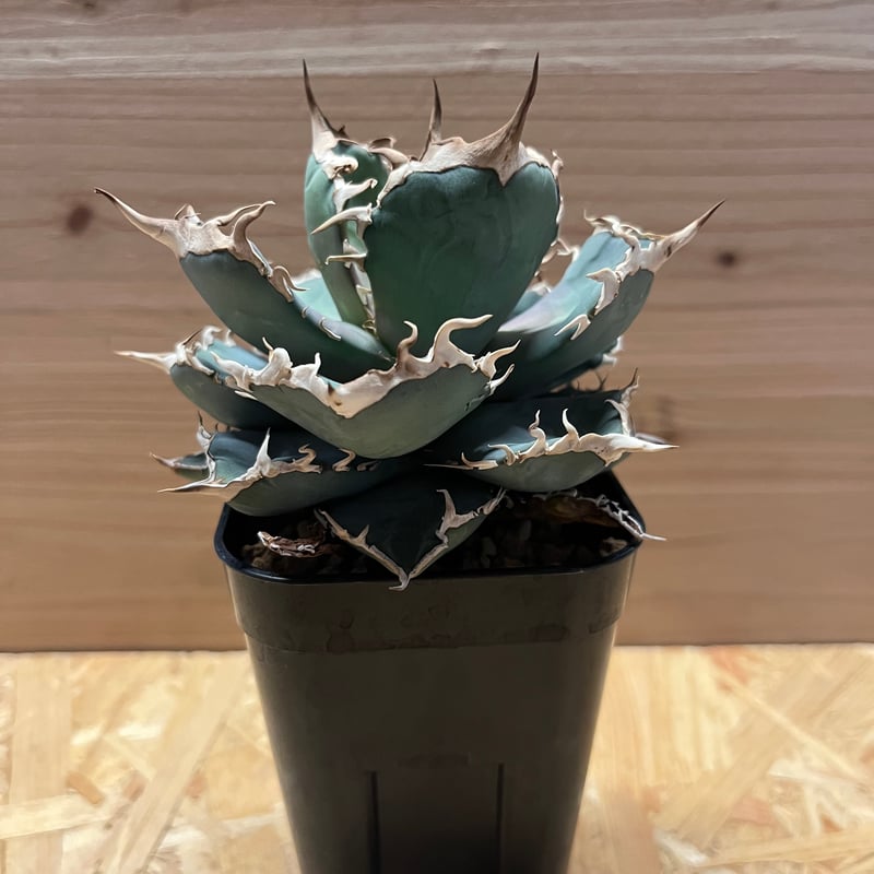 アガベ チタノタ sharkshoui シャークソウイDennis020 千鳥影 アガベ チタノタ sharkshoui シャークソウイDennis020 千鳥影