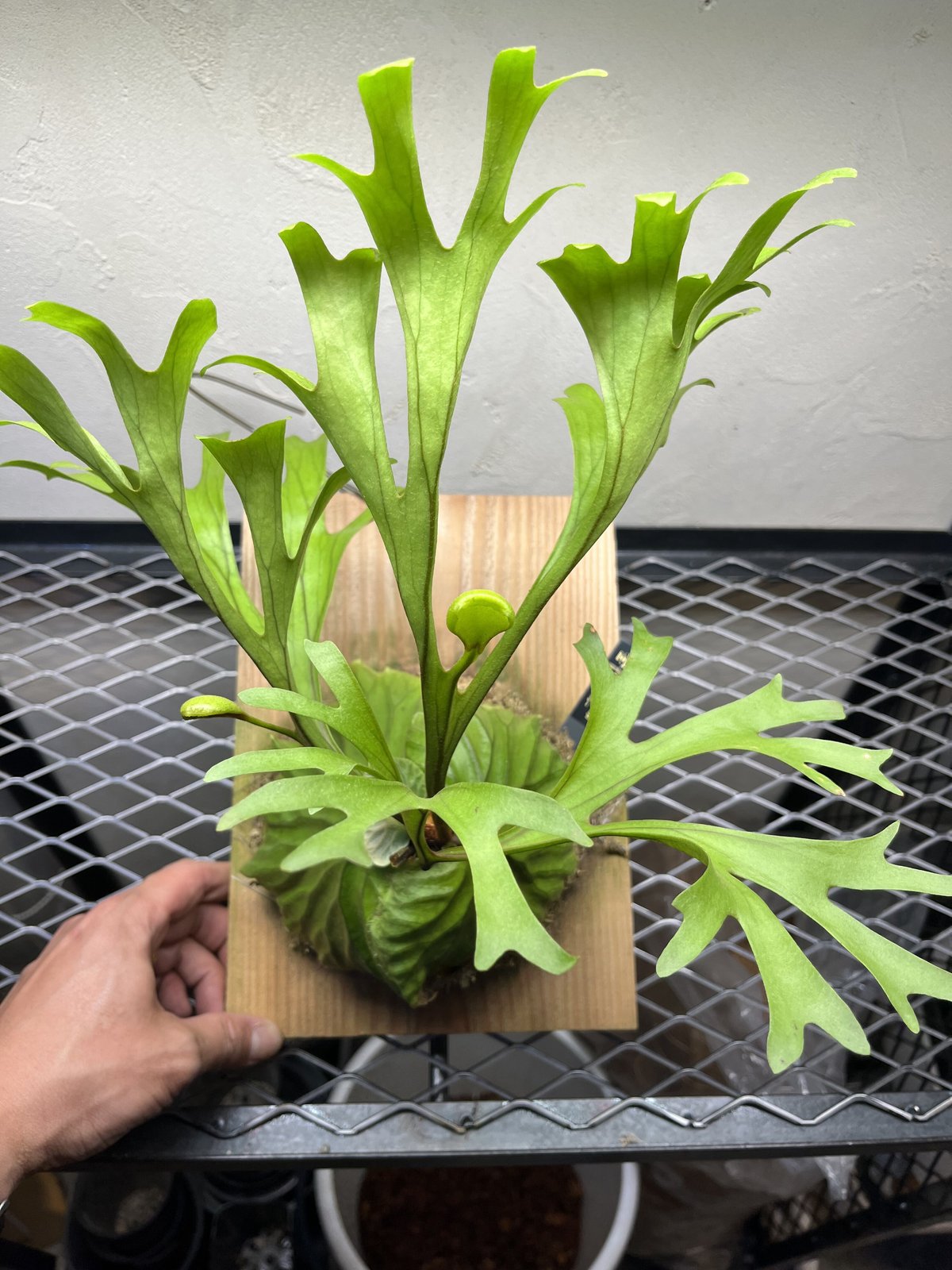 ビカクシダ リドレイ | GREEN LUCK