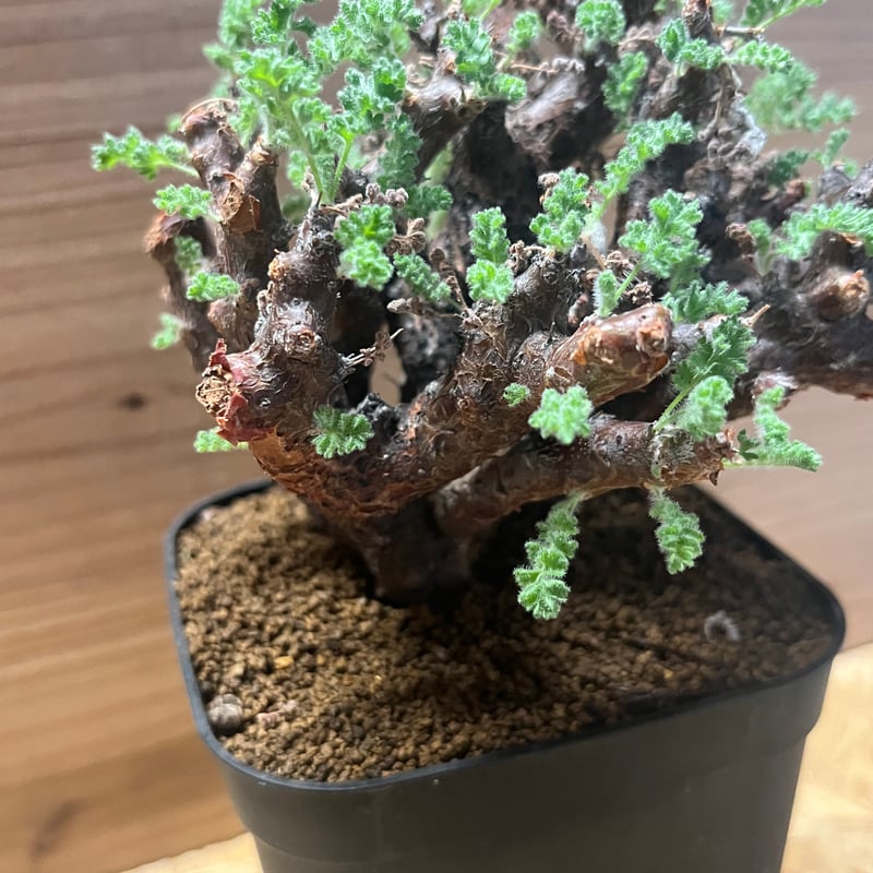 ペラルゴニウム アルテルナンス | GREEN LUCK