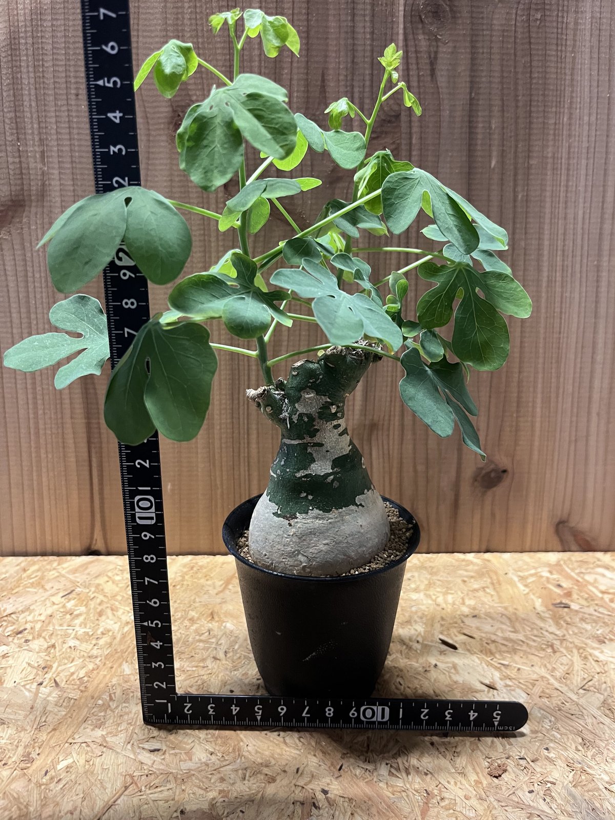 fit=scale-down,w=1200