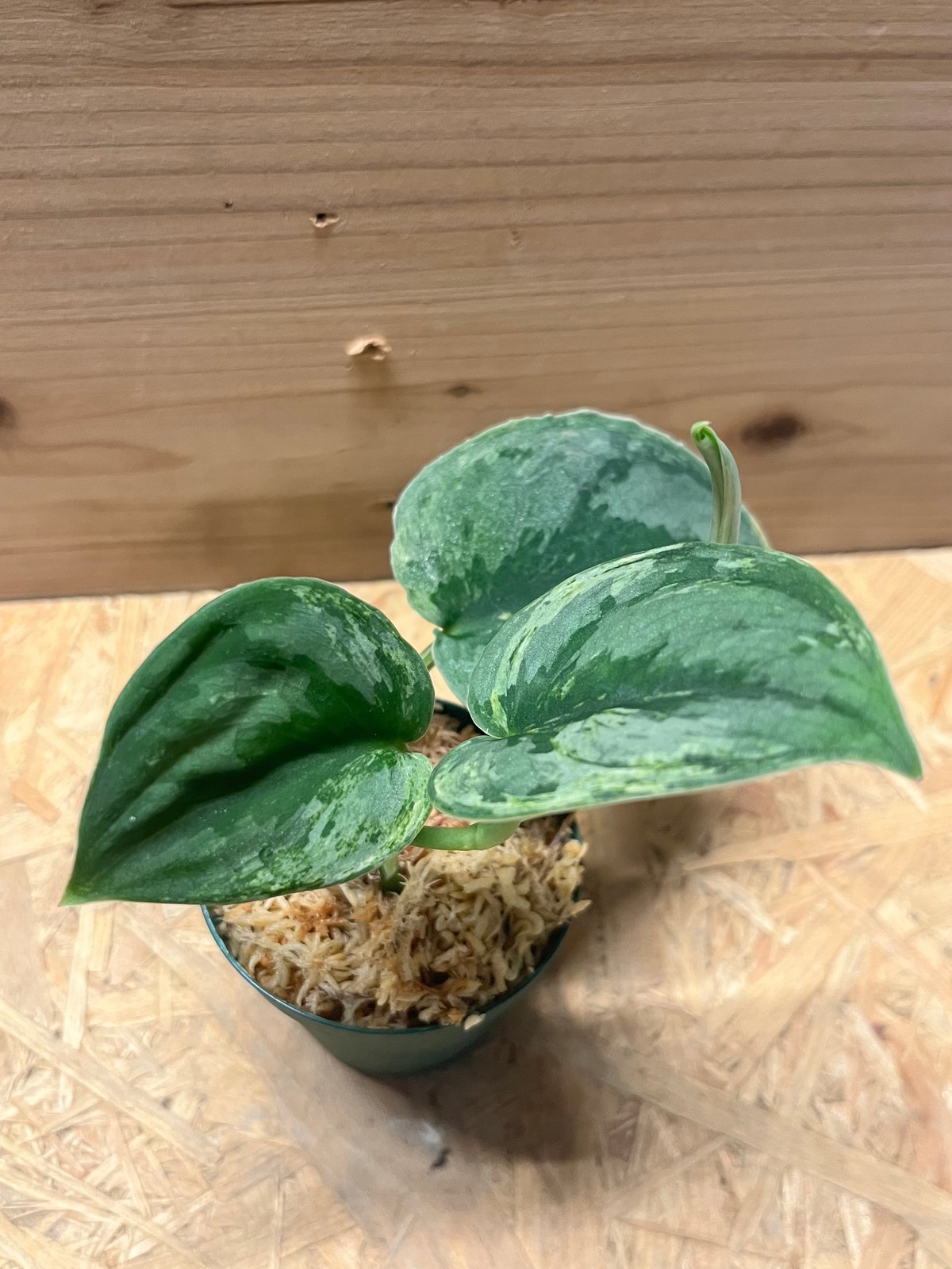 ①スキンダプサス アポラキ,スキンダプサス エキゾチカホログラムバリエガータ ①スキンダプサス アポラキ,スキンダプサス エキゾチカ