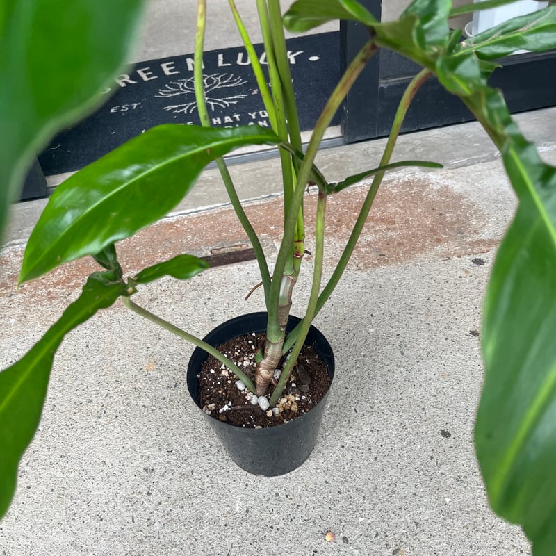 3個セット 園芸ネット本店｜フィロデンドロン：69686 3号鉢植え の通販【公式】