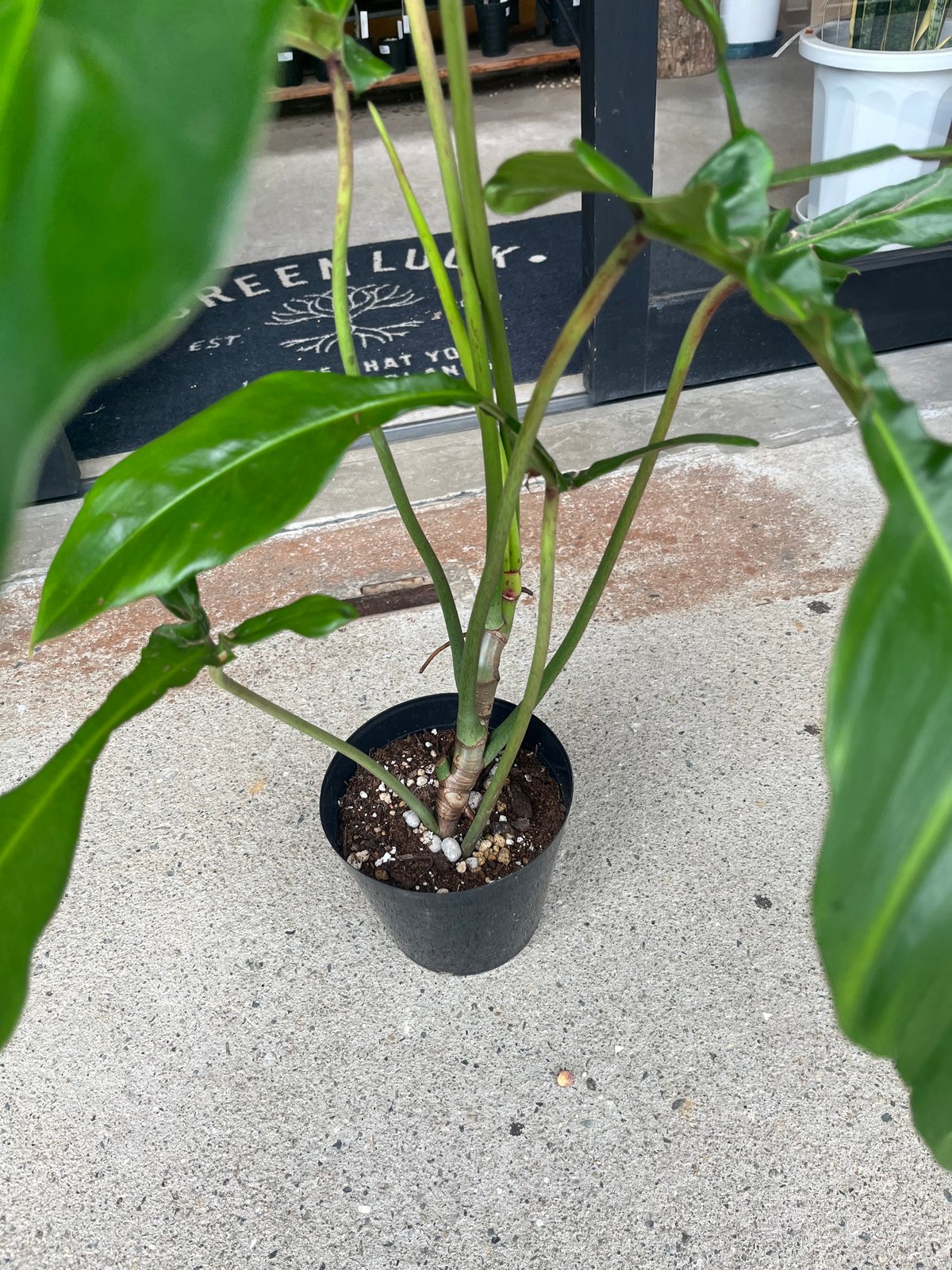 フィロデンドロン ジョーピー （ムーネニー） | GREEN LUCK