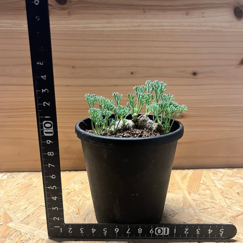 モンソニア ムルチフィダ | GREEN LUCK