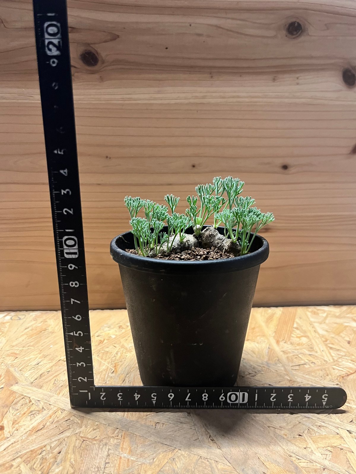 モンソニア ムルチフィダ | GREEN LUCK