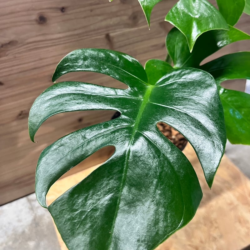モンステラ デリシオーサ 'マクロコズム' | GREEN LUCK