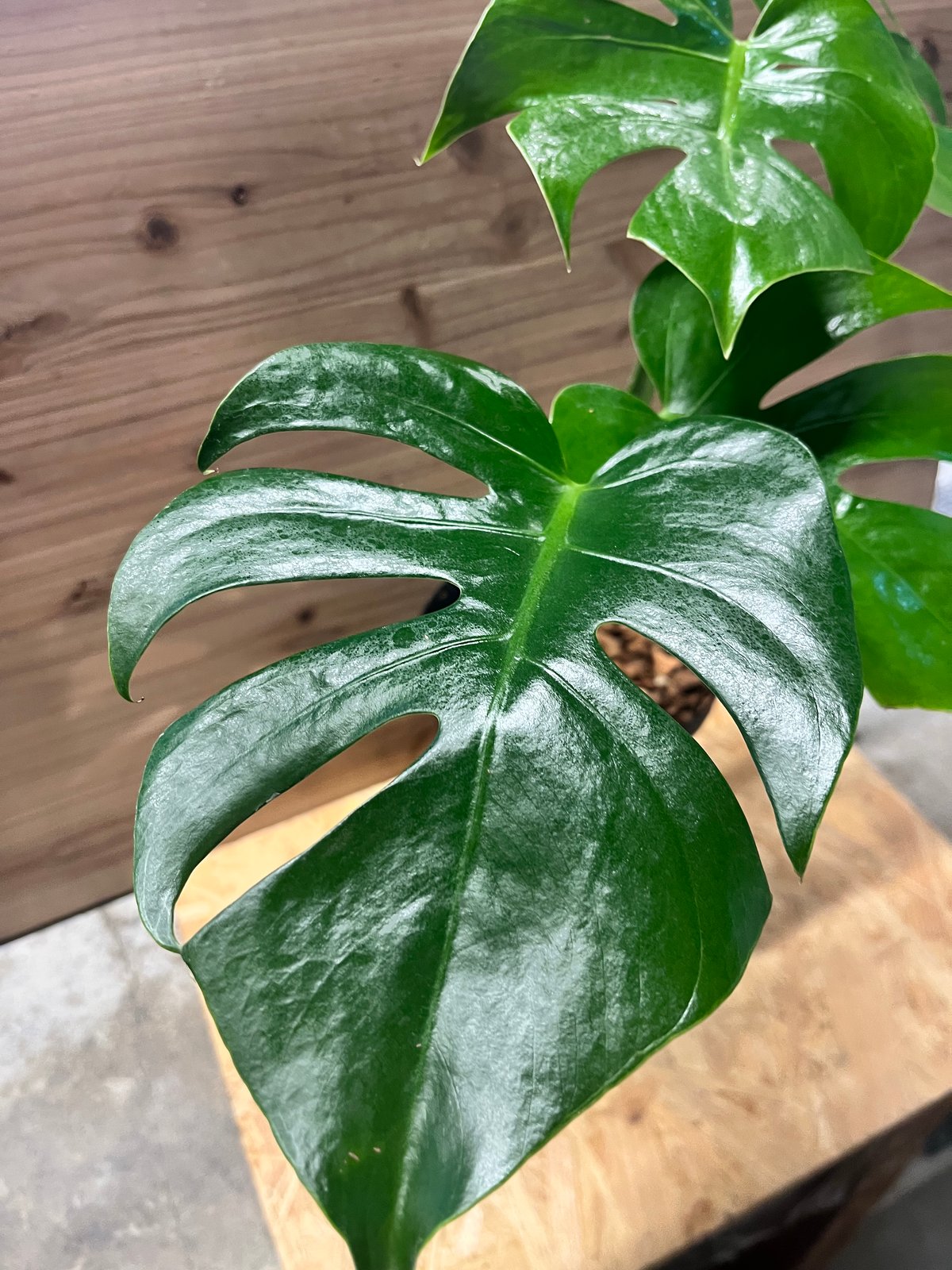 モンステラ デリシオーサ 'マクロコズム' | GREEN LUCK