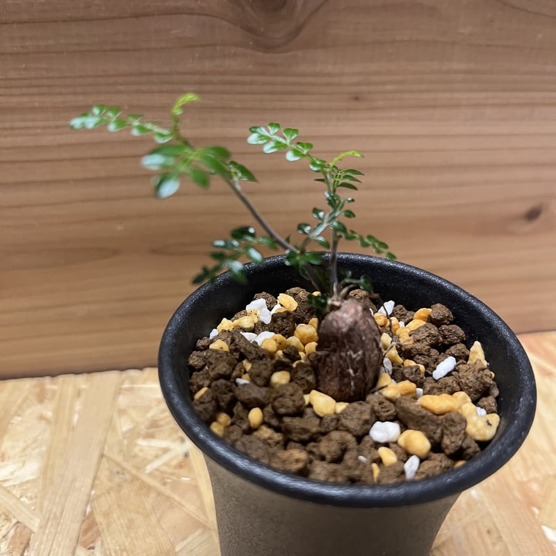 オペルクリカリア　デカリー　8年目 オペルクリカリア デカリー | STELLA.PLANTS