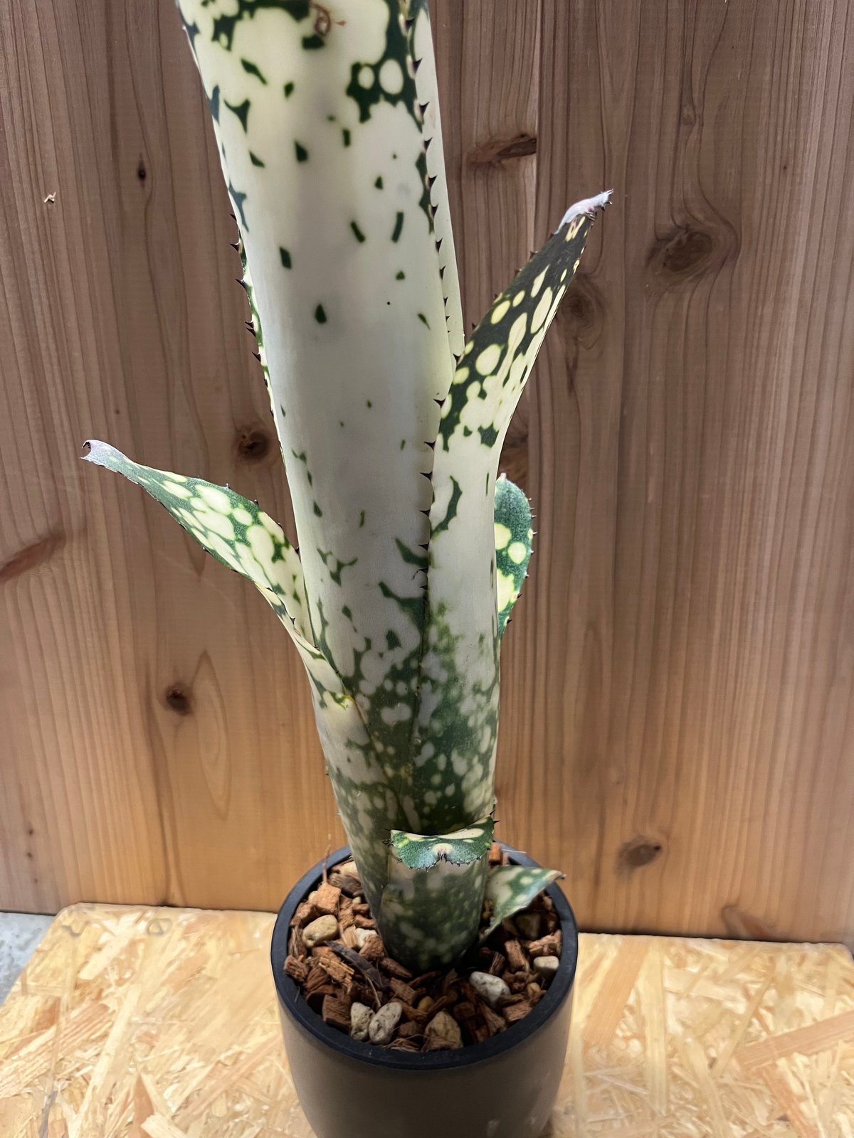 ビルベルギア・メリーモナーク Billbergia Merrie Mo ビルベルギア・メリーモナーク Billbergia Merrie Mo - メルカリ