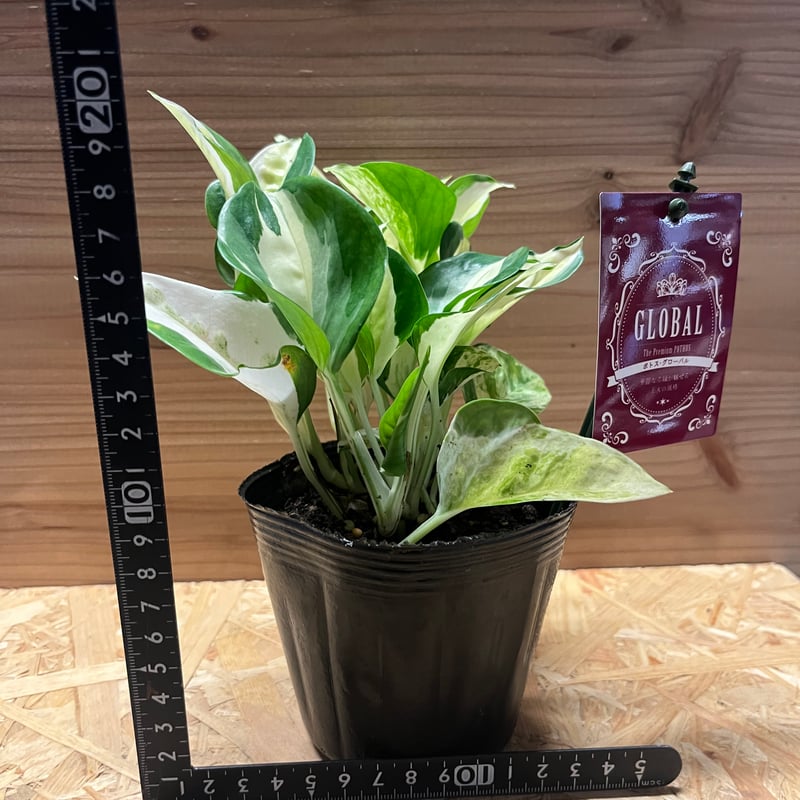 ポトス　グローバル ポトス グローバル | GREEN LUCK