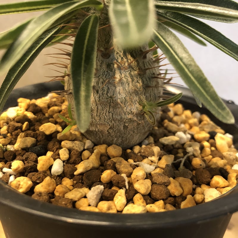 パキポディウム グラキリス 実生 | GREEN LUCK