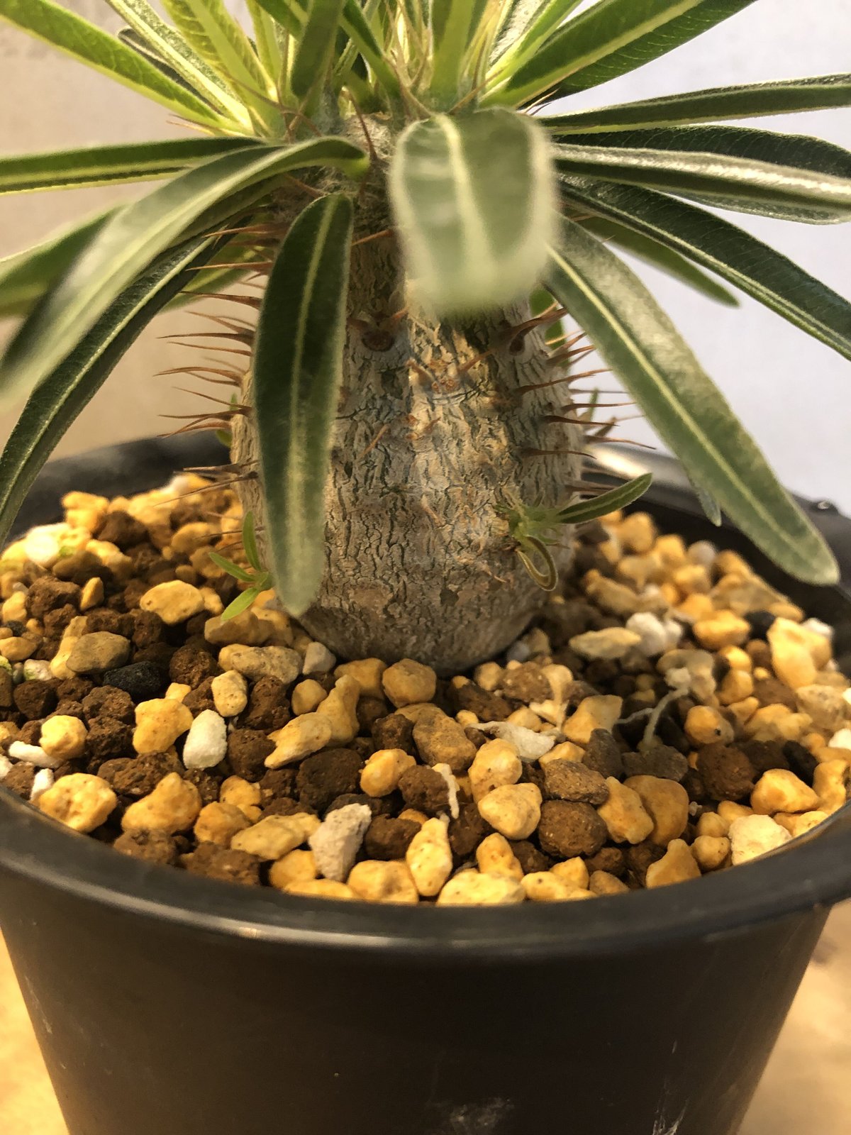 パキポディウム グラキリス 実生 | GREEN LUCK