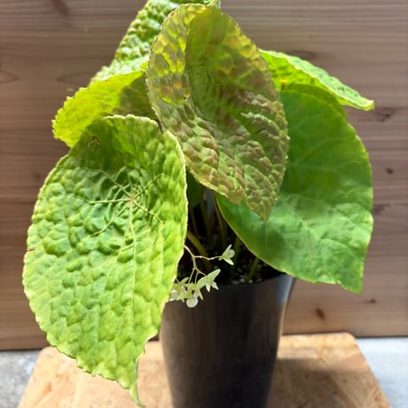 ベゴニア | STORES