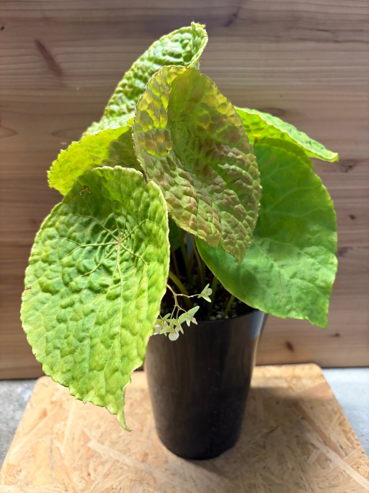 ベゴニア フートエンシス | GREEN LUCK