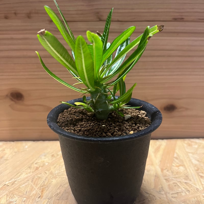 パキポディウム アンボンゲンセ | GREEN LUCK