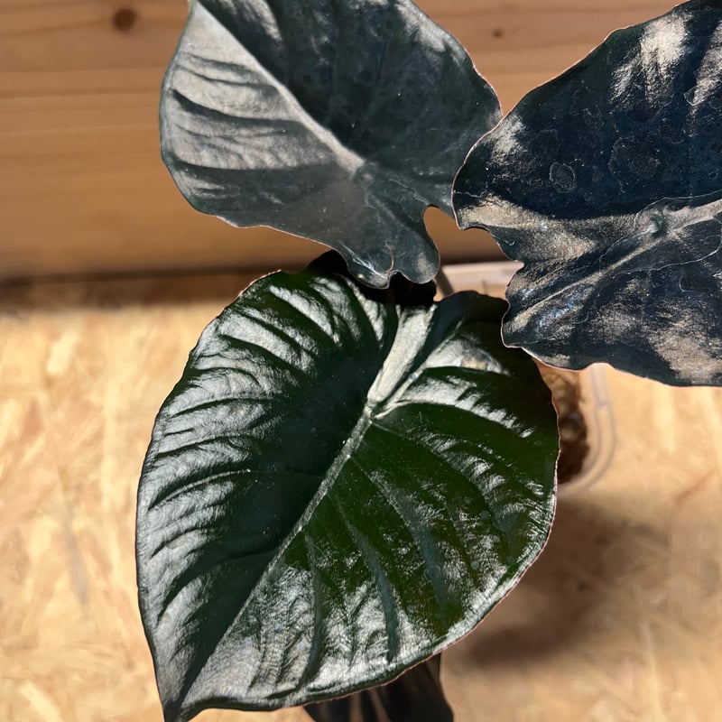 アロカシア インフェルナリス ブラックマジック | GREEN LUCK