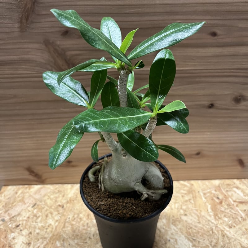 アデニウム アラビカム | GREEN LUCK