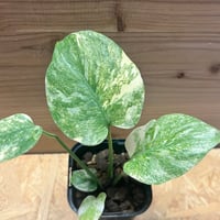 ディオーン エデュレ | GREEN LUCK