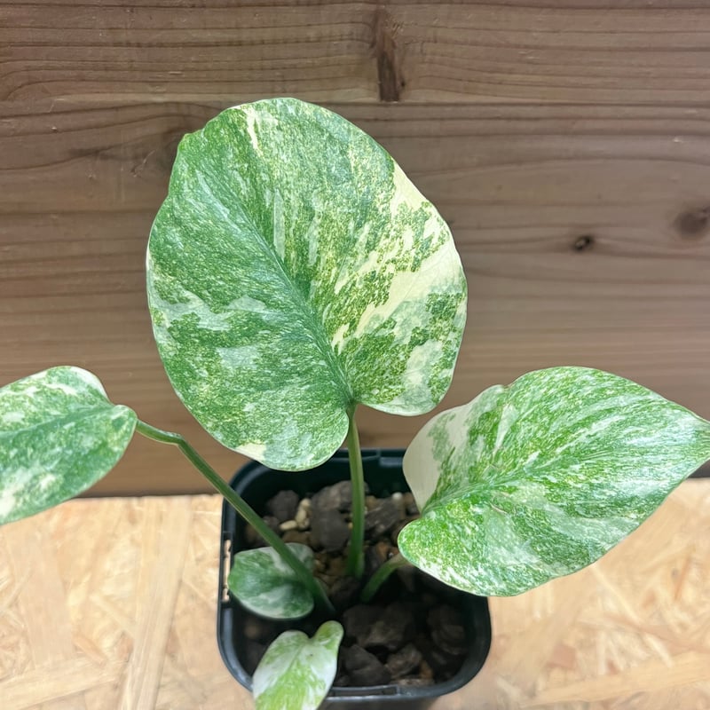 モンステラ デリシオーサ 'レガシー' | GREEN LUCK