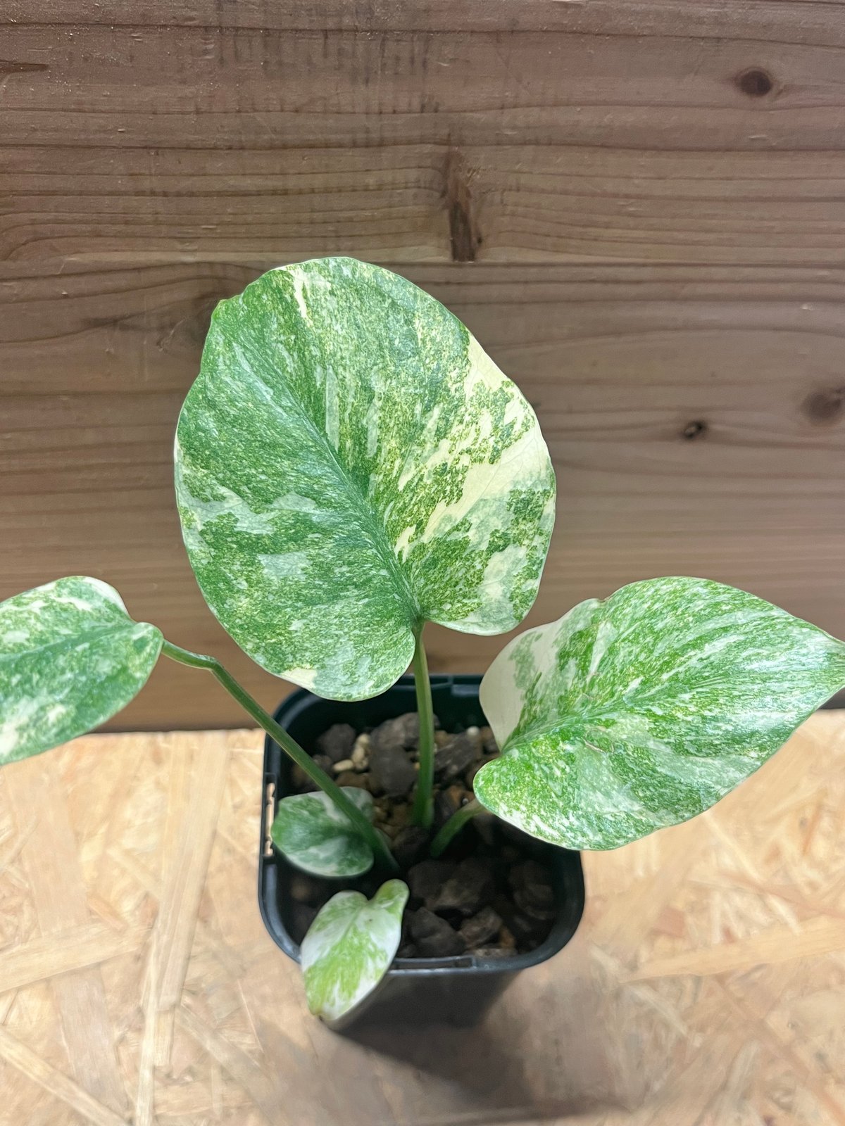 モンステラ デリシオーサ レガシー Legacy モンステラ デリシオーサ 'レガシー' | GREEN LUCK