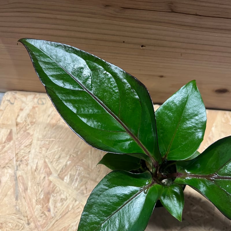 アンスリウム フーケリー（バリエガータ）× ブラックドラゴン