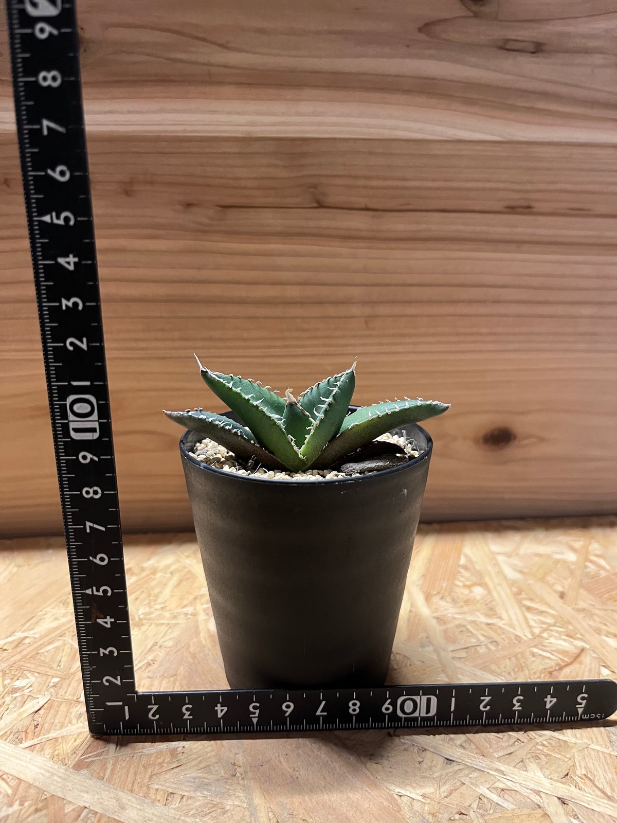 アガベ チタノタ 南アフリカダイヤモンド SAD メリクロン | GREEN LUCK 