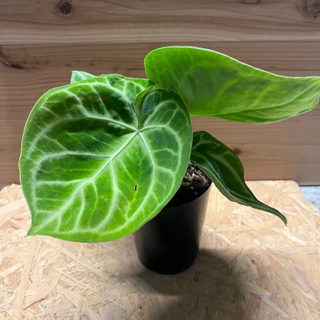 CATEGORY 観葉植物 | GREEN LUCK CATEGORY 観葉植物 | GREEN LUCK