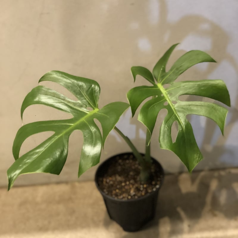 モンステラ デリシオサ コンパクタ | GREEN LUCK