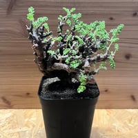 パキポディウム エブレネウム | GREEN LUCK