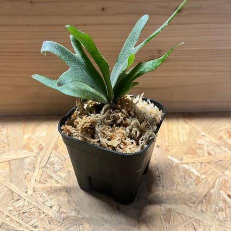 ビカクシダ4種セット　シュプール、OMG、ペドロ、ホワイトギズモ ビカクシダ4種セット シュプール、OMG、ペドロ、ホワイトギズモ