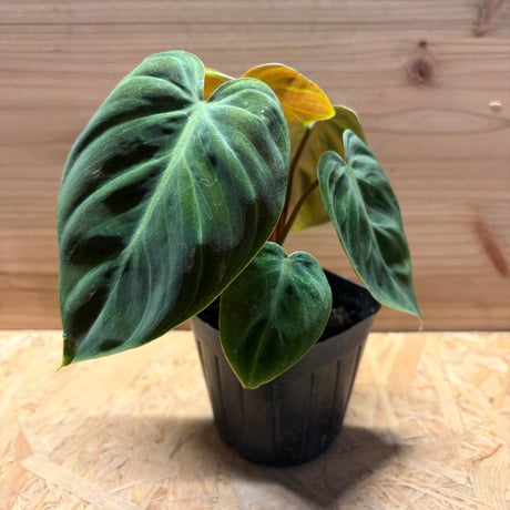 フィロデンドロン | STORES