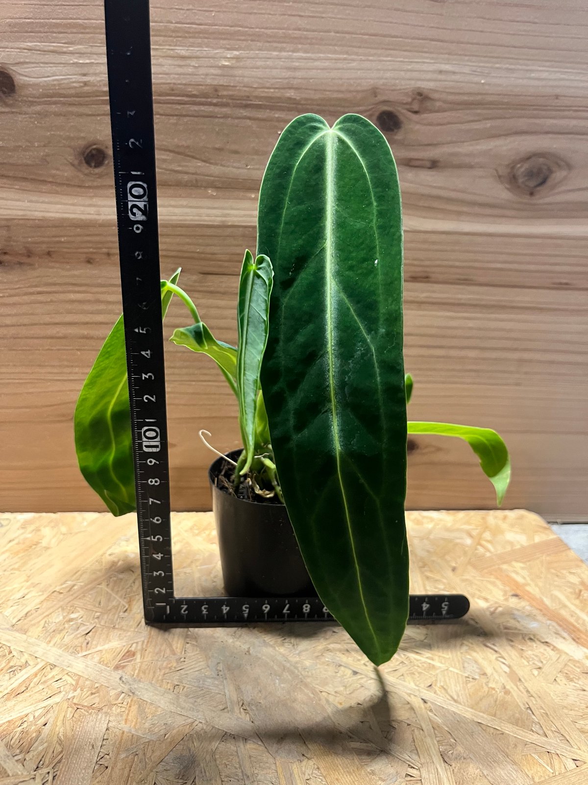 アンスリウム ワロクアナム | GREEN LUCK