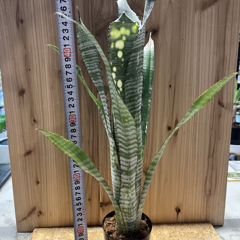 ビルベルギア 楽天市場】ビルベルギア 'ビードルマン' 4寸 (観葉植物 おしゃれ