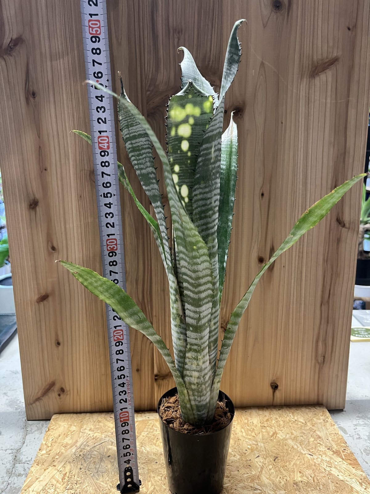 Billbergia 'Pipeline' (開花株)〔ビルベルギア〕B0267 Billbergia 'Pipeline'〔ビルベルギア〕現品発送B0267