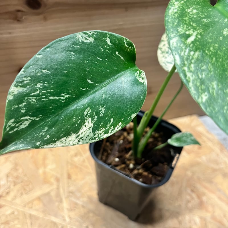 モンステラ デリシオーサ ホワイトモンスター | GREEN LUCK