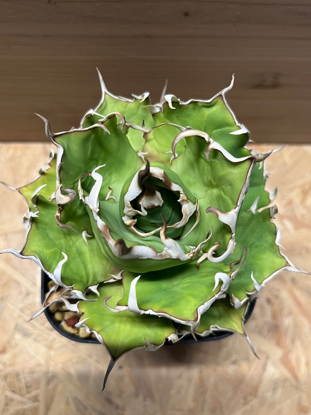 【現物出品】アガベ　チタノタ　クレイジー　crazy fit=scale-down,w=1200