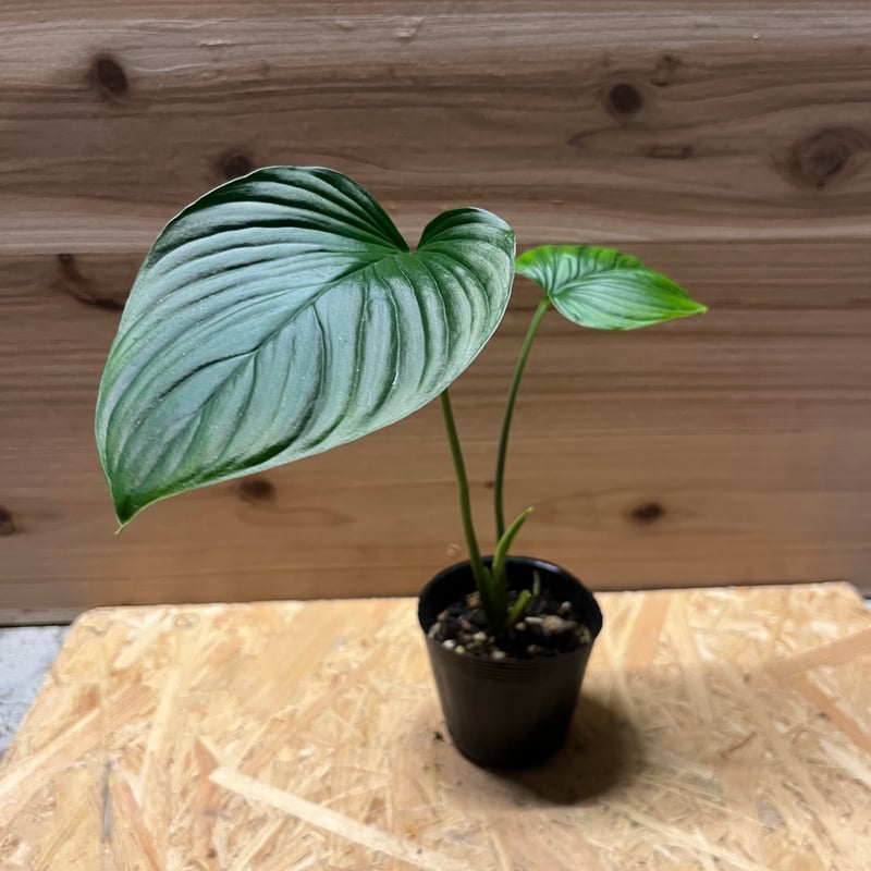 ホマロメナ ガイドグアード スマトラ | GREEN LUCK