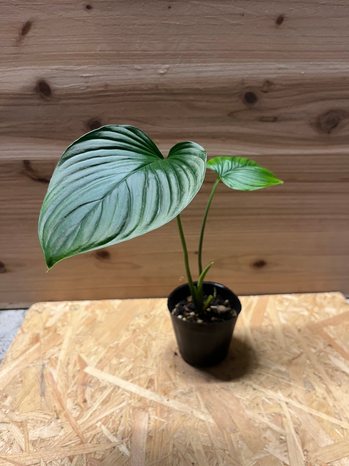 ホマロメナ ガイドグアード スマトラ | GREEN LUCK