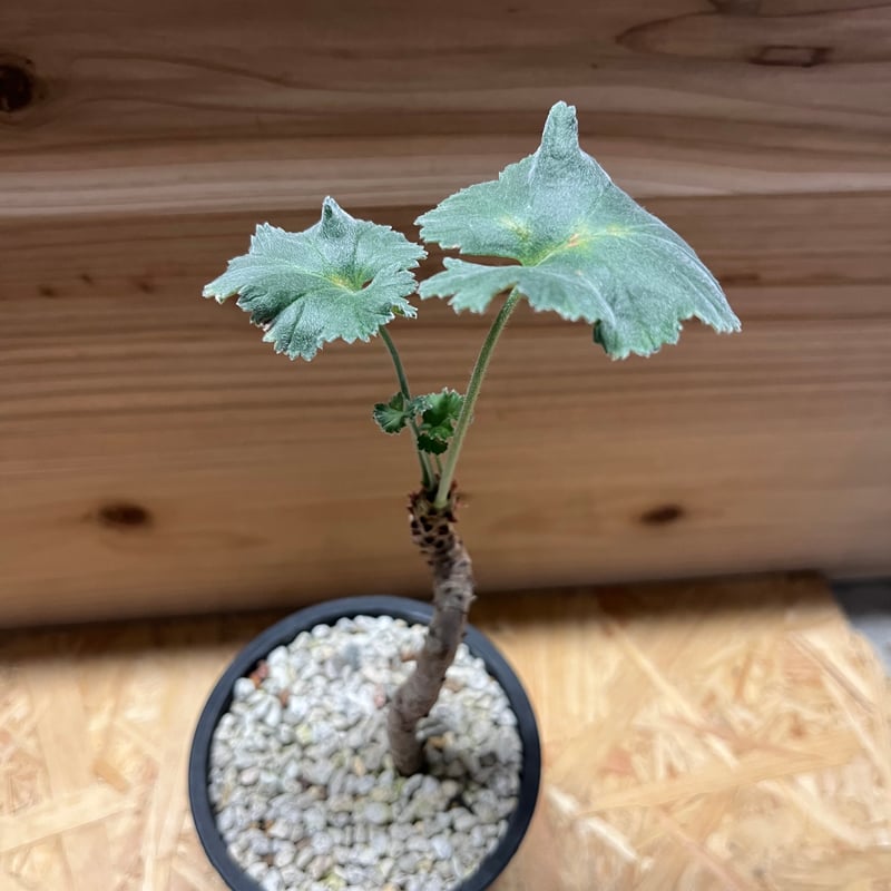 ペラルゴニウム ミラビレ | GREEN LUCK