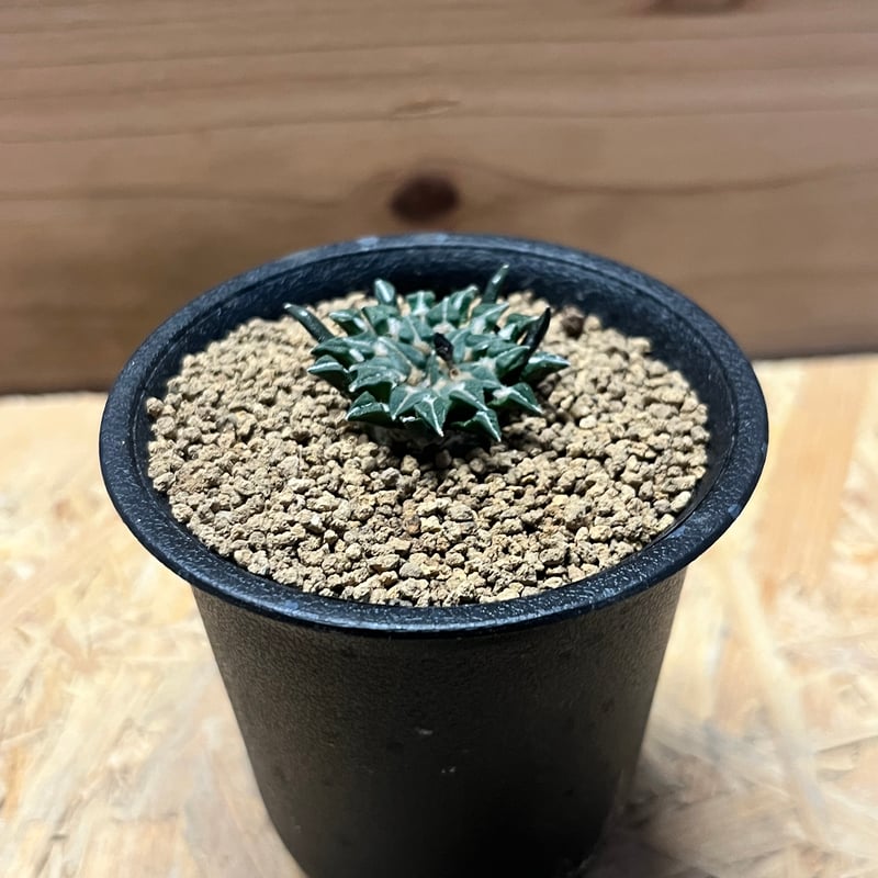 白変種八咫烏の雛　緑 白変種八咫烏の雛 緑 47877-2115-