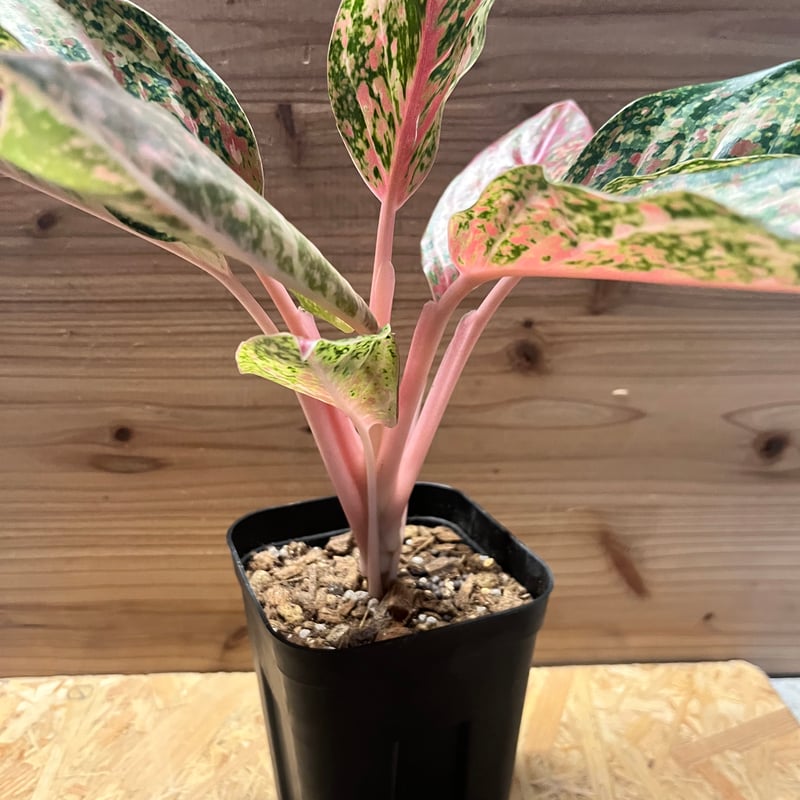 あられAglaonema“ANDAMAN” 芋 あられAglaonema“ANDAMAN” 芋 あられAglaonema“ANDAMAN” 芋 あられ