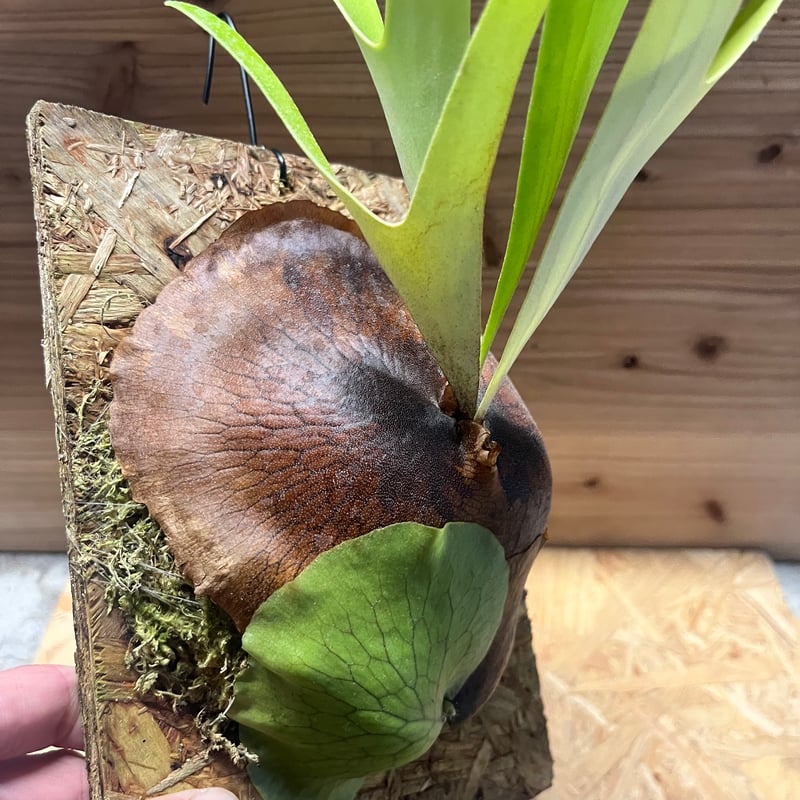 ビカクシダ アルシコルネ アフリカ | GREEN LUCK