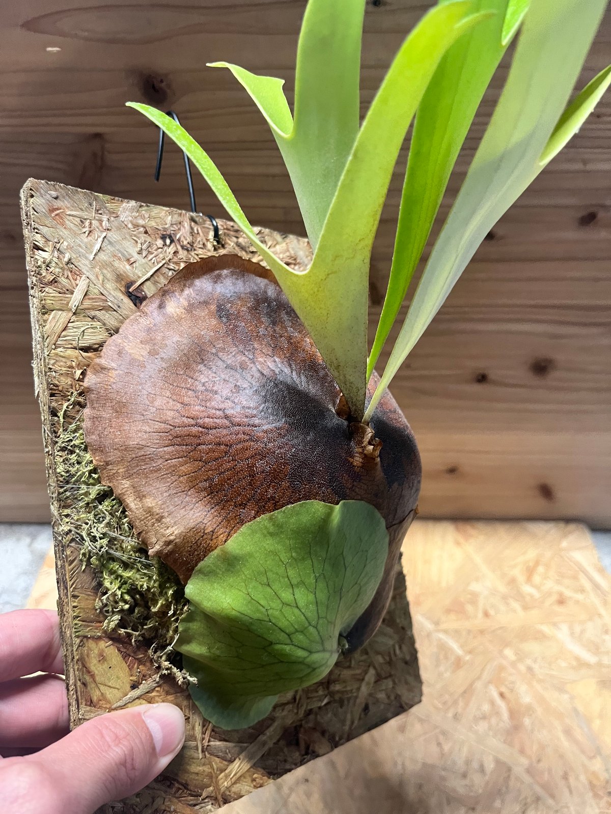 ビカクシダ アルシコルネ アフリカ | GREEN LUCK