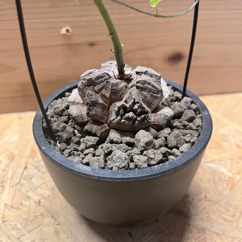 ディオスコレア エレファンティペス 亀甲竜 | GREEN LUCK