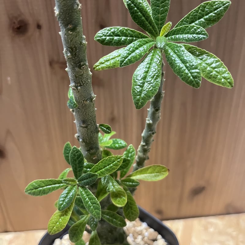 ドルステニア ギガス | GREEN LUCK