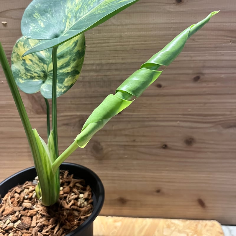 モンステラ デリシオーサ 'ポンポン' | GREEN LUCK