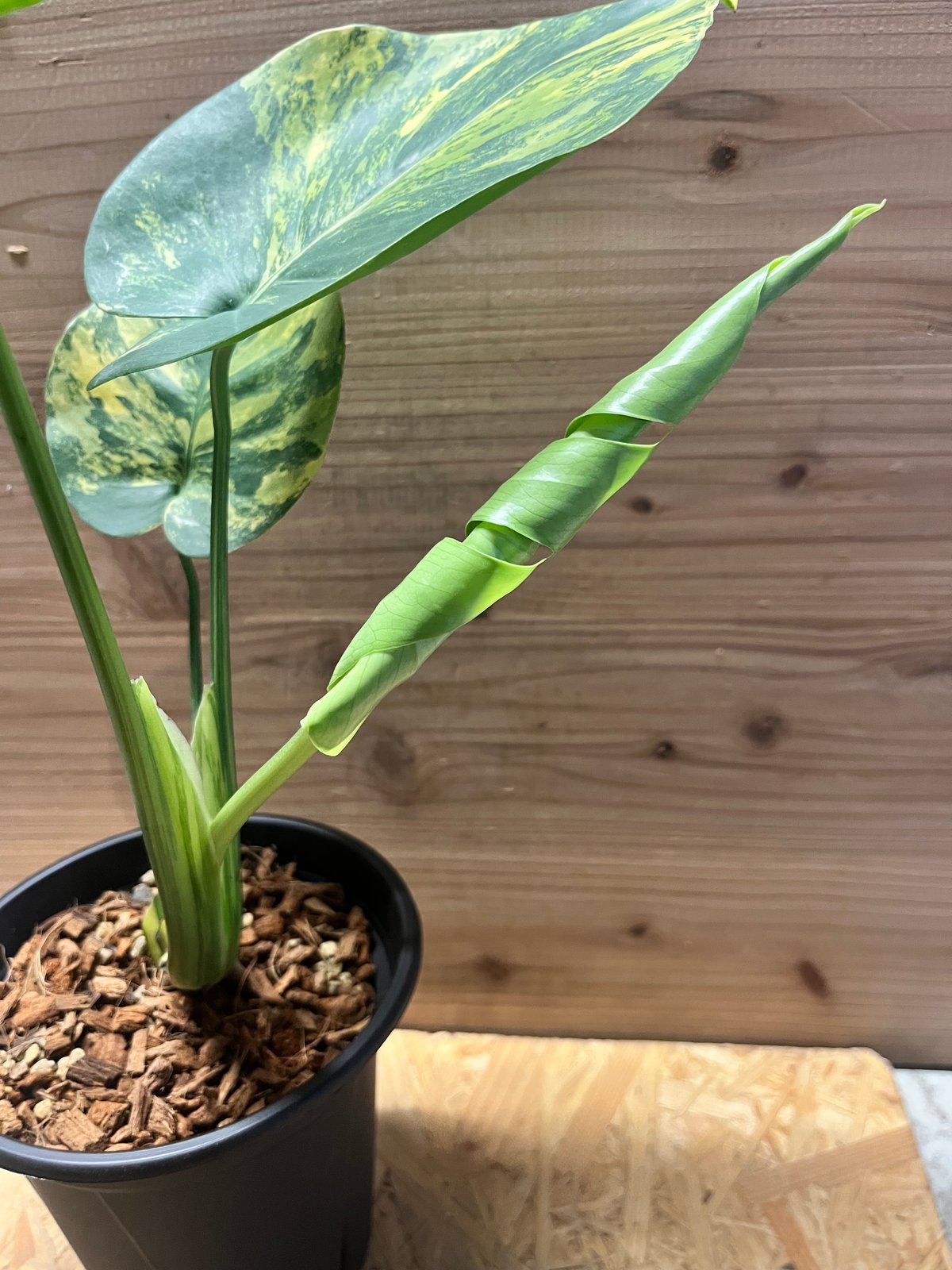 モンステラ デリシオーサ 'ポンポン' | GREEN LUCK